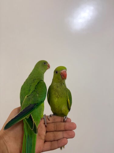 indian ring neck 