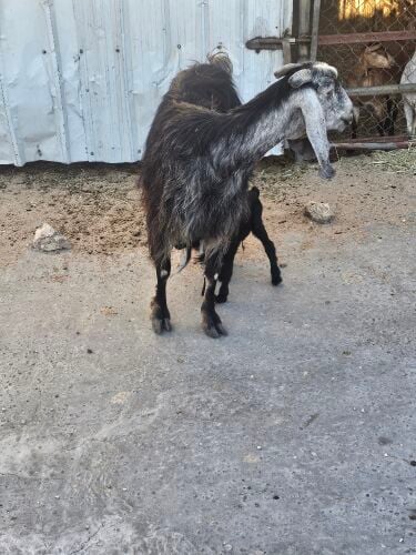 للبيع عنز  عارضيه وليد