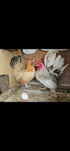 Japanese bantam egg laying pair