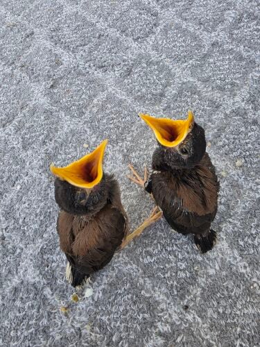 myna bird chicks