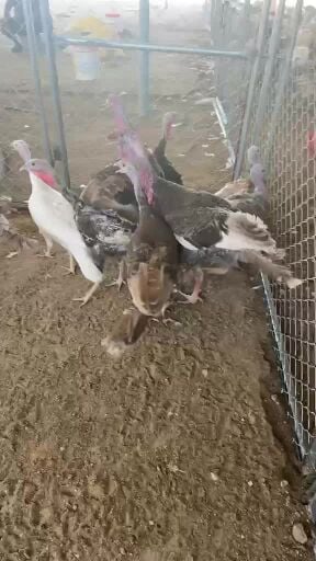 للبيع رومي 