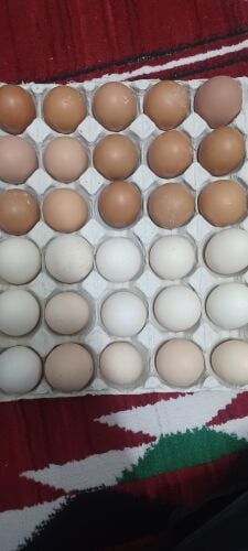 Eggs