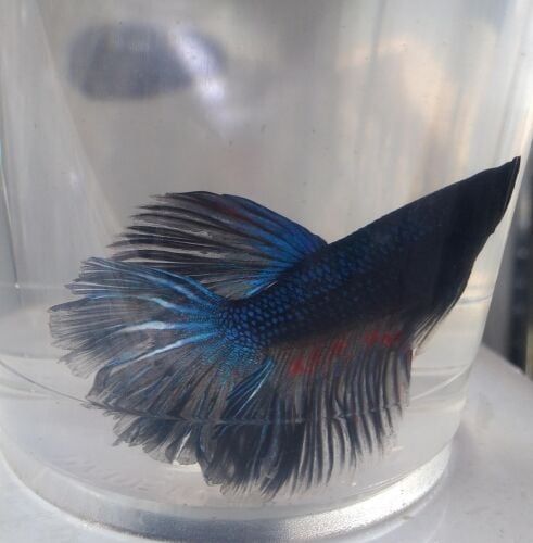 FIGHTER FISH MALE