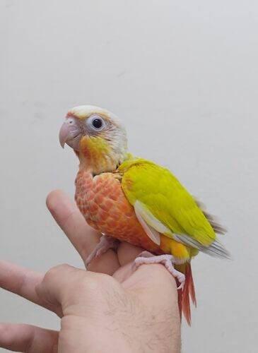 red factor sun cheek chick