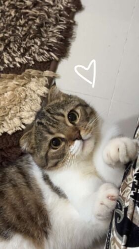 Lost - Loafy