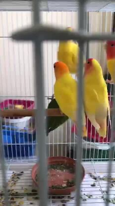 لايف بيرد او روز ( جامبو )