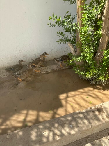 بط خضيري 