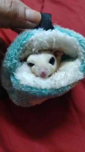 squirl