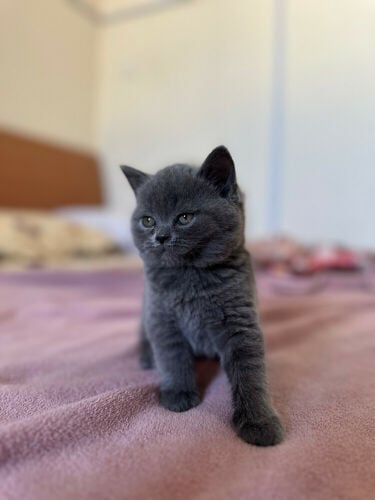 British shorthair 