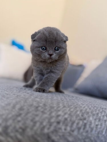Scottish fold 