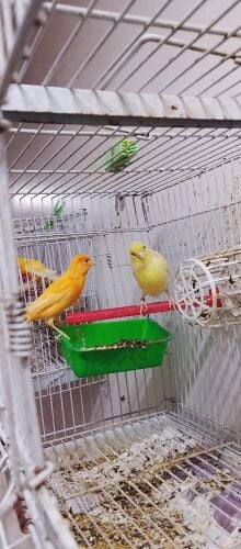 زوج كناري سوري منتج صحه ممتازه