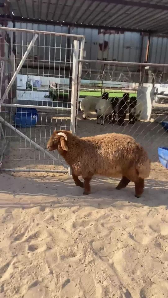 خروف بلدي فل الفل