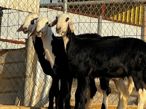 للبيع رخال نجد فاخره طيبه
