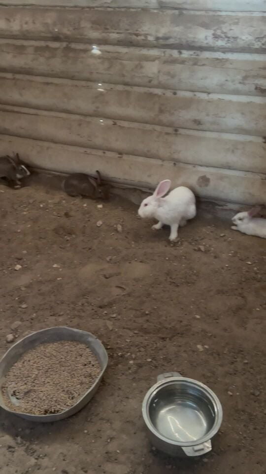 ارنب للبيع 