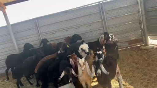 تيوس وطليان