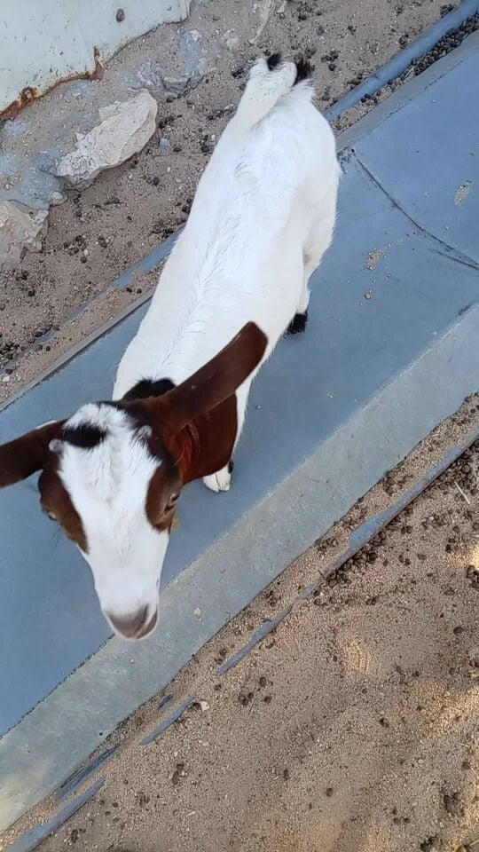 تيس عماني