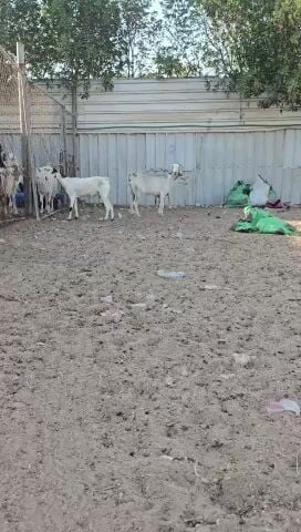 للبيع معزا عمانيات