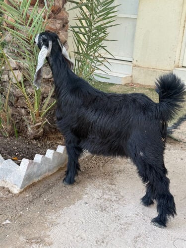 جمده عارضية ( خصم )