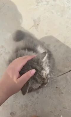 تبني قطه