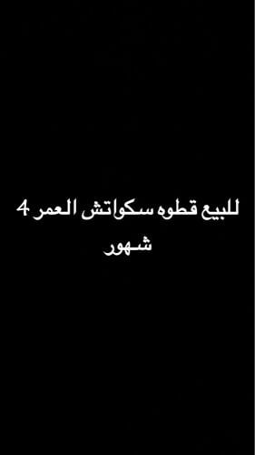 للبيع قطه سكواتش العمر أربع شهور