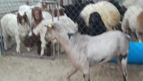 للبيع فحل عماني جيشي