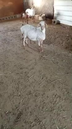 للبيع شاه نمريه  بربر تحتها رخله 
