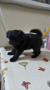 Mini breed