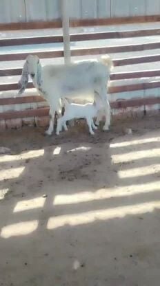 عنز تحتها تيس طيبه