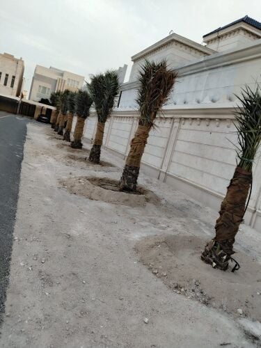 نقل النخيل
