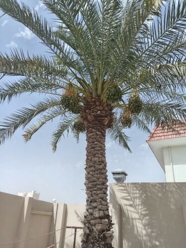 نقل الأشجار والنخيل تقطيع الاشجار