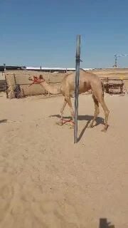 لي البيع بكره الاب الفايز و