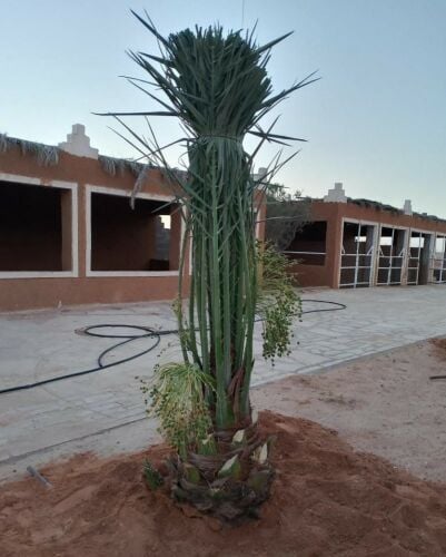 خلاص حبه کبیرة موجودة الضمان