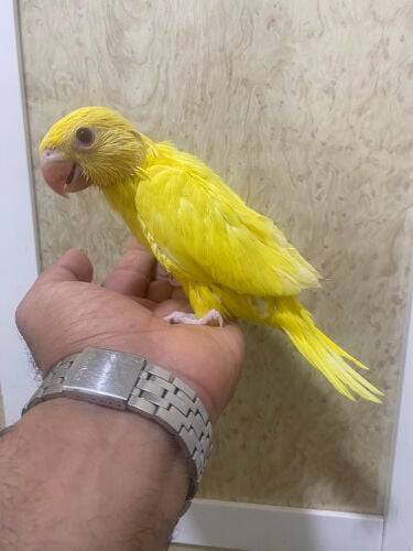 دره الأصفر غر ماشاءالله 