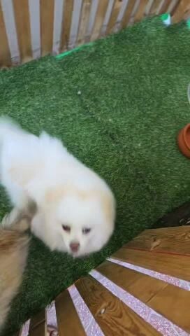 pomeanian dogs for sale