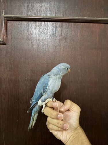 فراخ دورا ازرق 