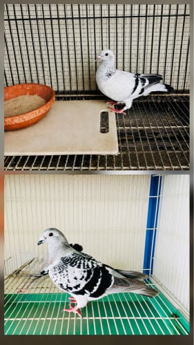 Zajal ICE male / female for sale