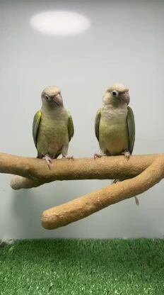 Pair: Cinnamon Turquoise Conure