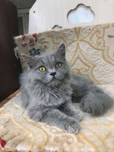 British longhair 
