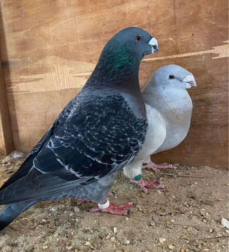جوز جاينت هومر