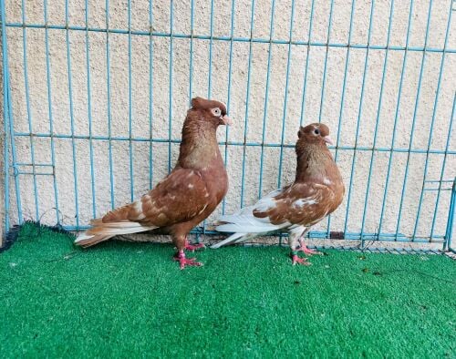 bushar breeding pair