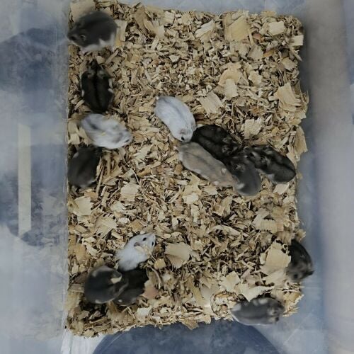 russian dwarf hamster