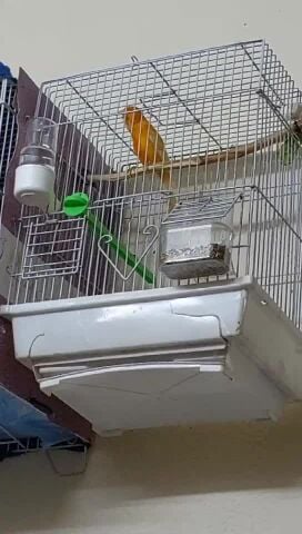 ذكر كناري جاهز لتزاوج
