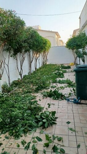 تقليم وترتيب الاشجار والنخيل