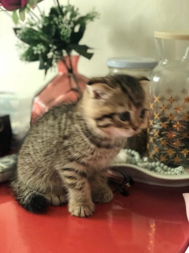 cats