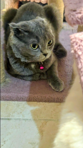 Female Scottish cat for sale