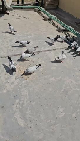 Teddy and Golden high fly pigeons