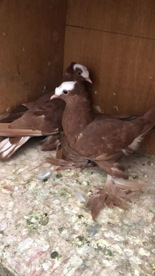 حبتين سوالو شبابات