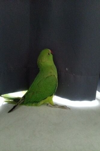 alexandrine