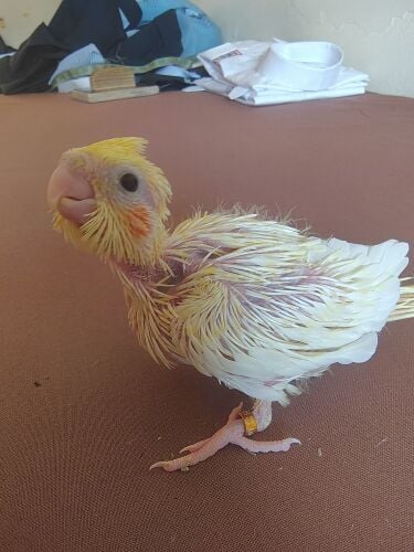cocktiel baby