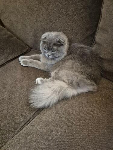Free scottish fold cat